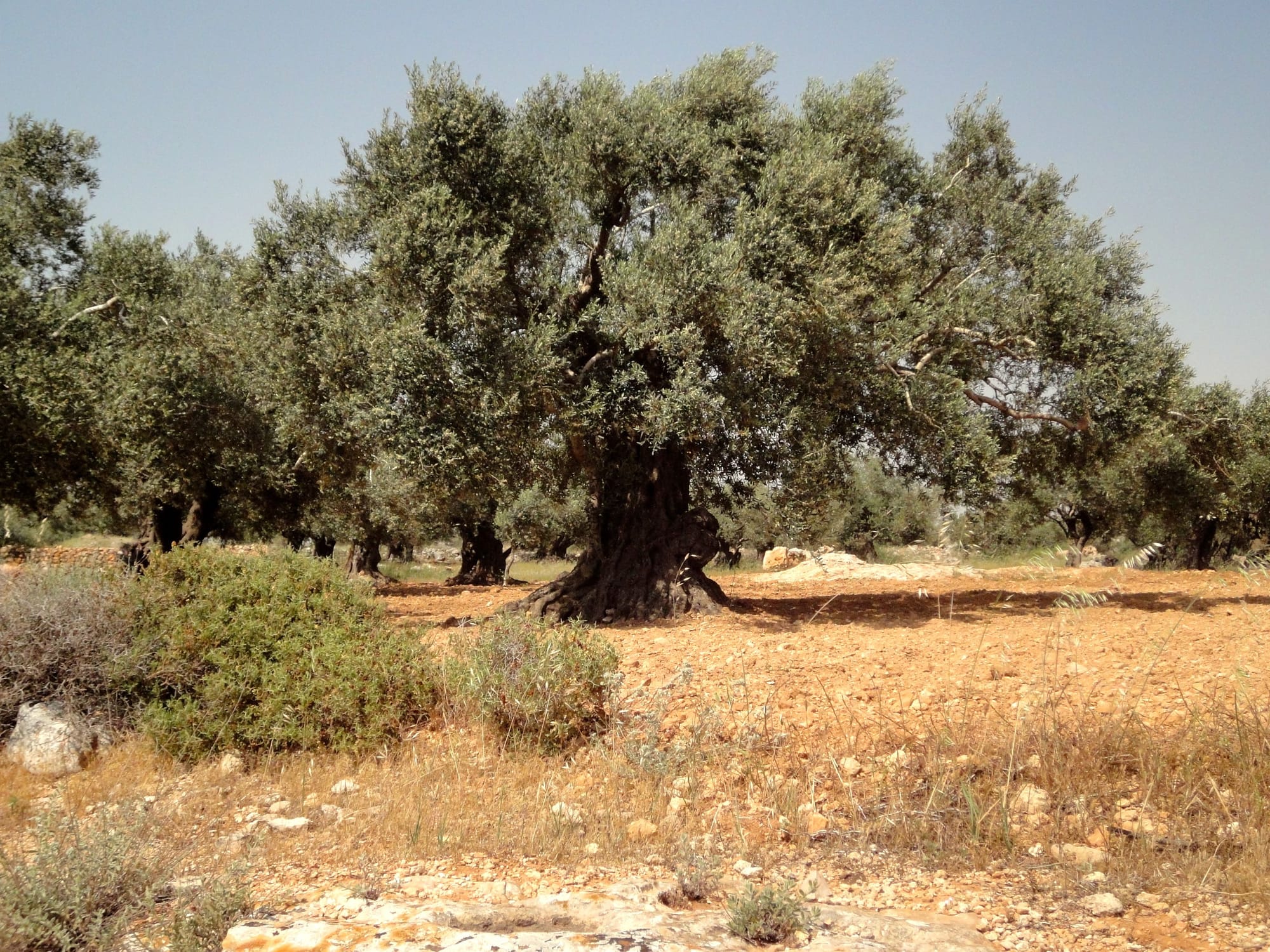 GTG Links 41 – Land, climate, and GDC