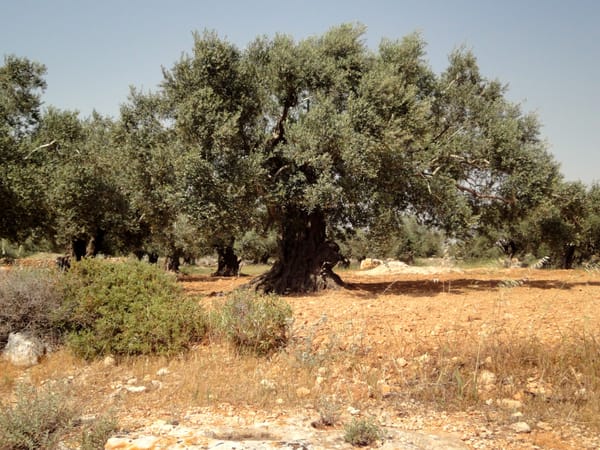 GTG Links 41 – Land, climate, and GDC